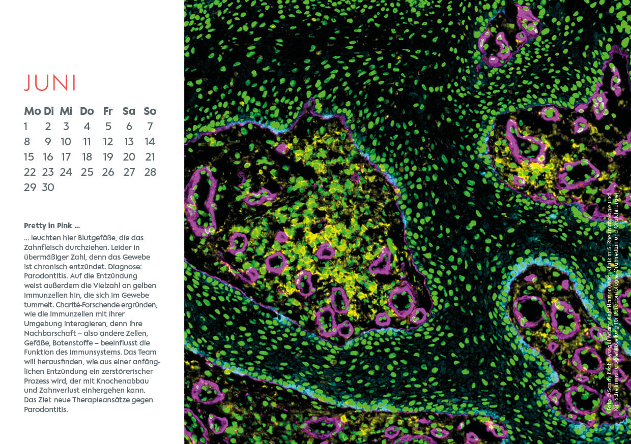 Kalender Science Rocks 2026